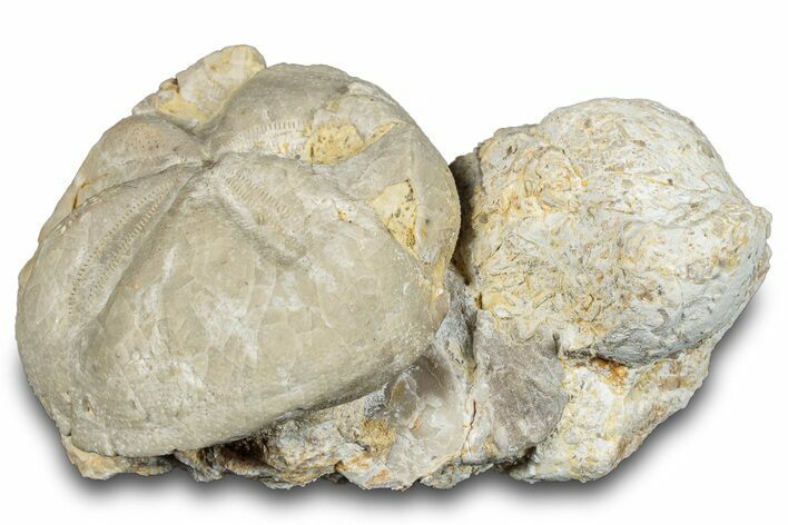 Fossil Echinoid (Hemiaster?) - Taouz, Morocco #290692